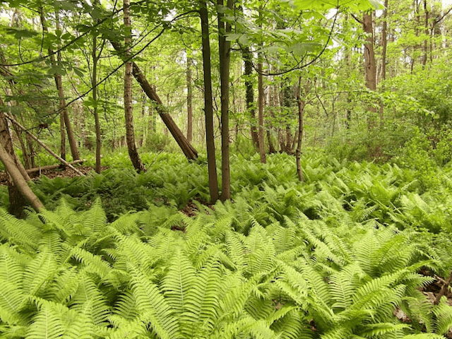 Fougère_en_Forêt